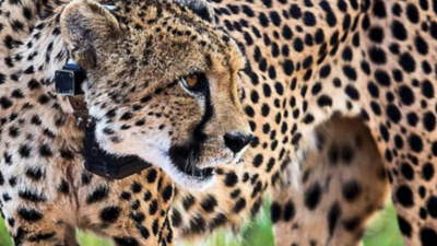 Leopard scare at Diu's Ghoghla beach, cages set up