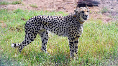 Cheetahs are super relaxed at Kuno National Park, have recovered from stress: CCF experts