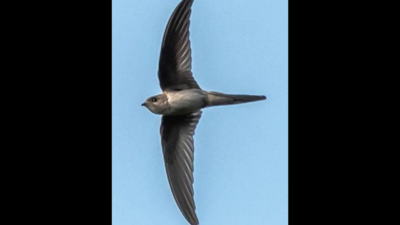 Bird with last recorded sighting in 1977 spotted, photographed at OBS