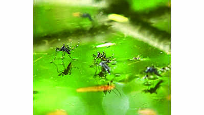 5 dengue, 2 chikungunya cases detected in Bokaro
