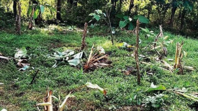Tusker destroys crops in Karnataka's Kodagu villages