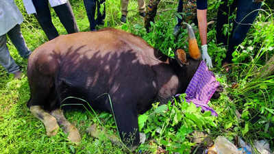 Forest department captures gaur roaming around Coimbatore, releases it into forest