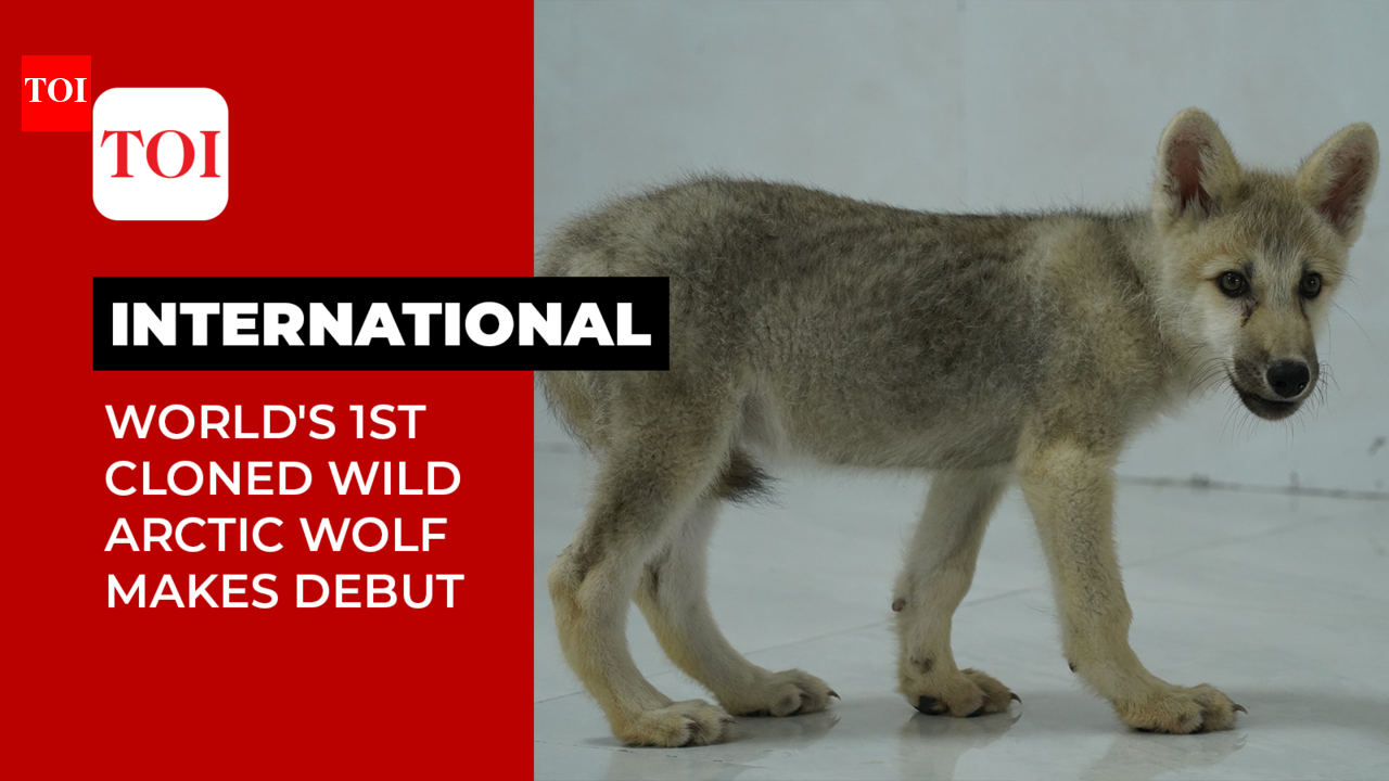 China creates new Arctic wolf by cloning