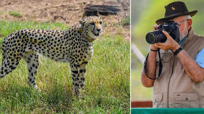 Cheetahs are super relaxed at Kuno National Park, have recovered from stress: CCF experts
