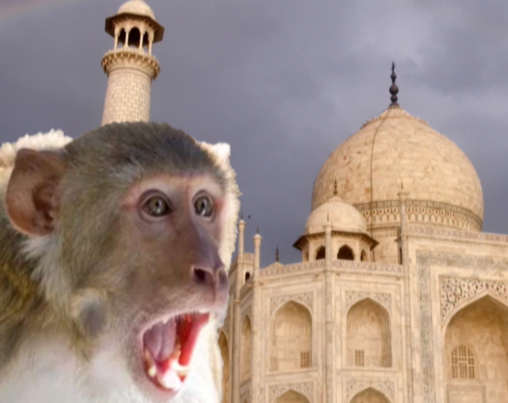 
Monkey menace at Taj Mahal, tourists attacked
