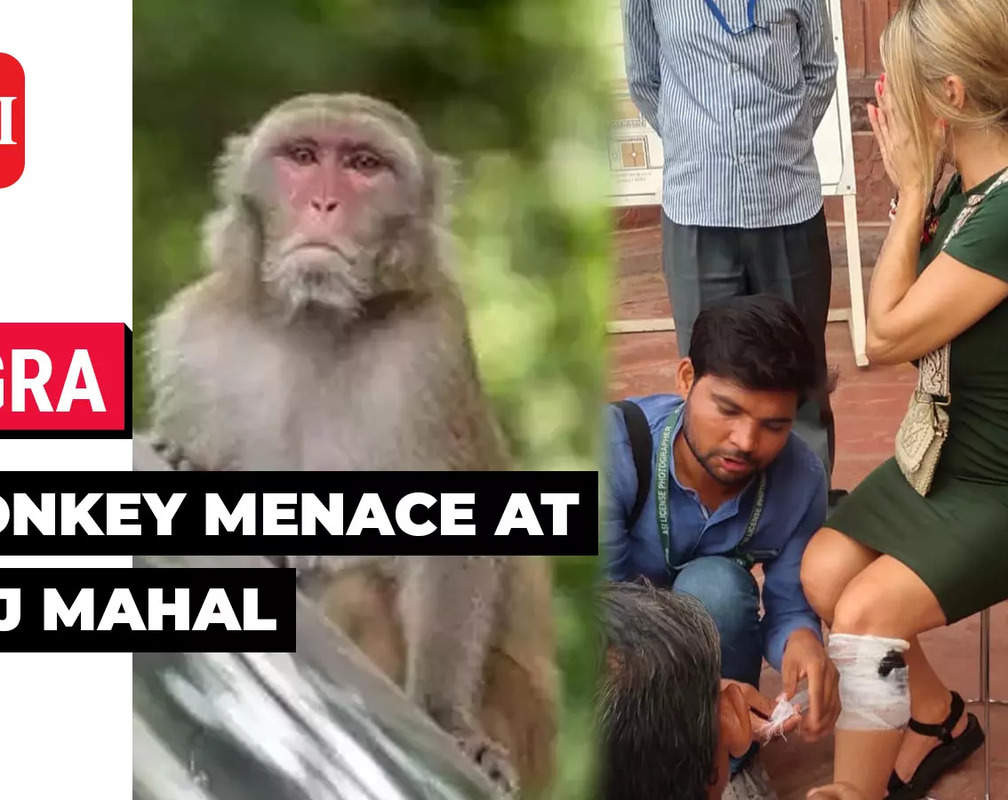 
Monkey menace: Spanish woman bitten by monkeys at Taj Mahal while taking photos
