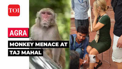 Monkey menace: Spanish woman bitten by monkeys at Taj Mahal while taking photos