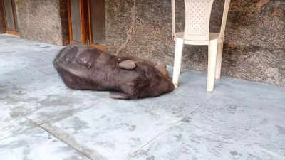 Chhattisgarh: Baby elephant, separated from mom, lies injured, mistreated & traumatised