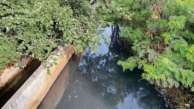 Bengaluru: Jakkur Lake reeks of sewage, complain residents