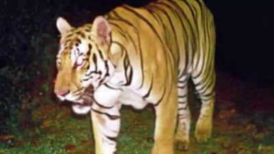 Tigers back in north Andhra after 25 years, strike fear