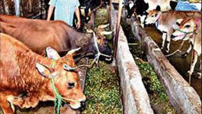 25 cows dead in Madhya Pradesh village, lumpy skin disease suspected