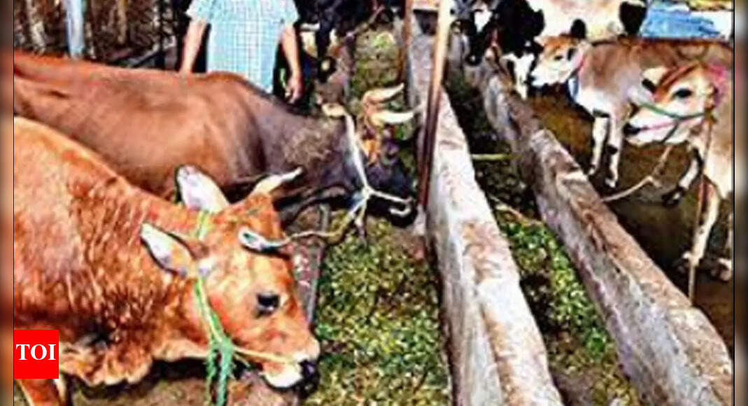 25 Cows Dead In Madhya Pradesh Village Lumpy Skin Disease Suspected Indore News Times Of India 9066