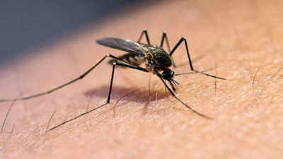 8 new dengue cases in Prayagraj