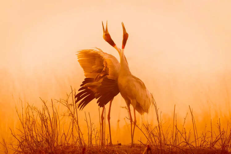 Bharatpur National , Rajasthan