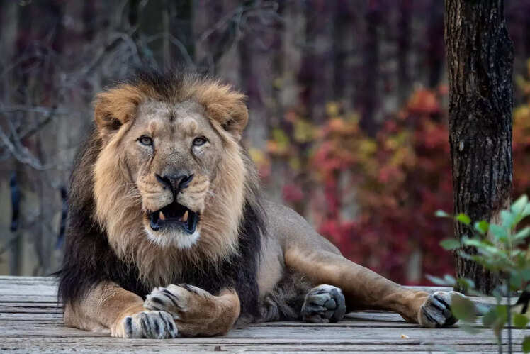 Gir Forest National Park