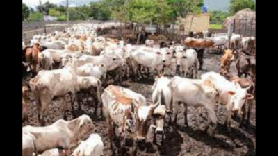 Maharashtra: Covid-like problems in Lumpy skin disease-hit cattle