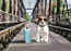 Convenient, hassle-free and affordable: Train is the go-to travel mode for pet parents