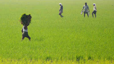 India's rice production may fall 6% to 104.99 million tonnes in kharif season of 2022-23