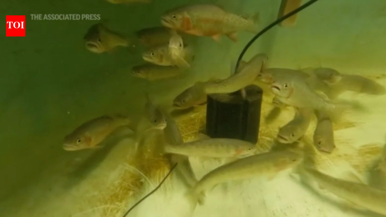 Mexico: Climate-fueled wildfires worsen danger for fish