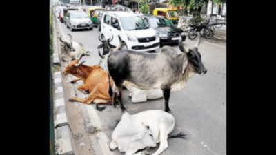 Gujarat: Government cowed by stir, VIPs to get udderly smooth passage