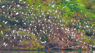 Maharashtra: Salim Ali Lake in contention for biodiversity heritage tag