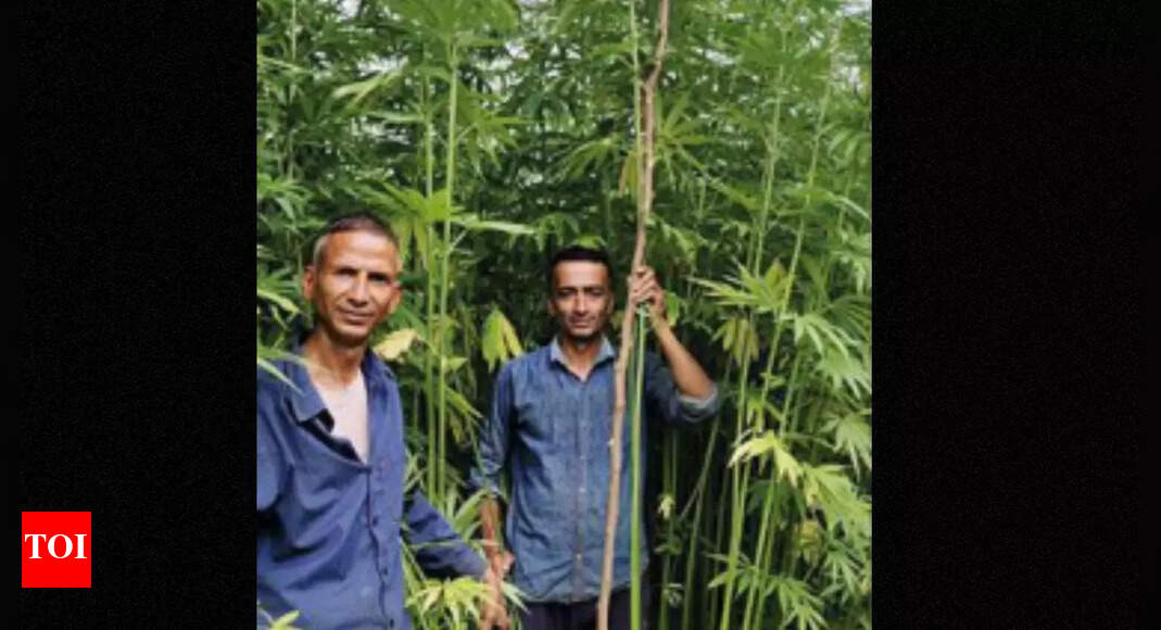 Uttarakhand 1st state to grow 'industrial cannabis' Dehradun