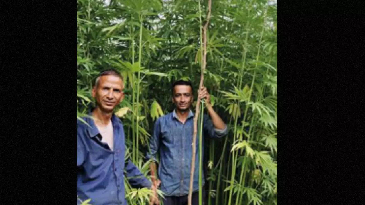 Weed in Pakistan: Cannabis Legal Status Guide
