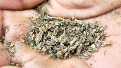 Noida: Packets with e-commerce giants' names used to sell ganja