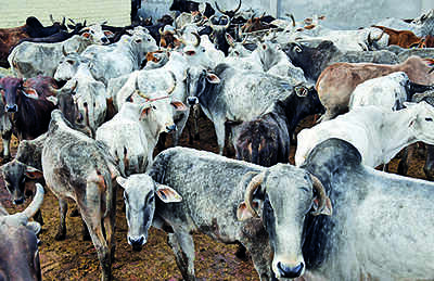 2 suspected lumpy skin cases surface in East S’bhum, 12 teams to inspect cattle
