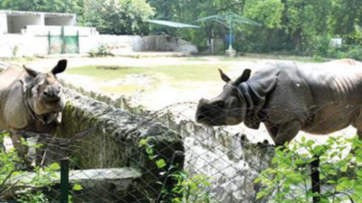Indian Oil Corporation adopts two rhinos of Kanpur