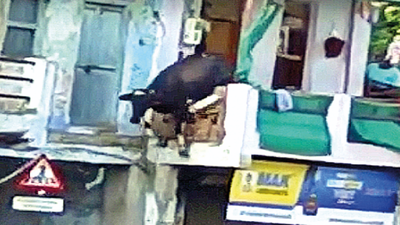 Ahmedabad: Stray cow jumps off balcony