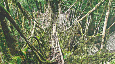 Centuries-old living root bridges of Meghalaya hit by water scarcity