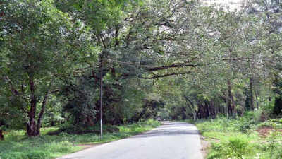 1,320 trees may be axed for Seethanadi-Brahmavara road development