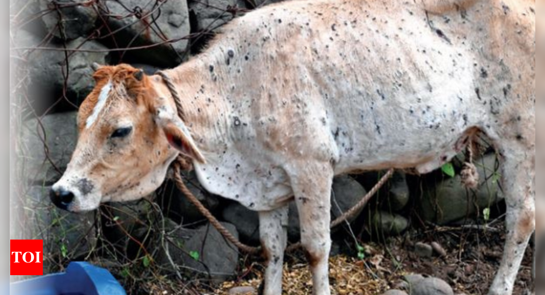 Himachal Pradesh 5019 Cows Dead Due To Lumpy Skin Disease Shimla News Times Of India 3375