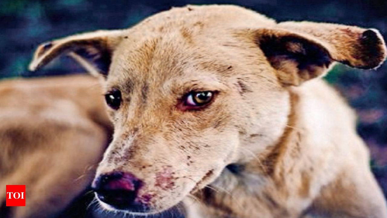 Dog bite symptoms outlet in tamil