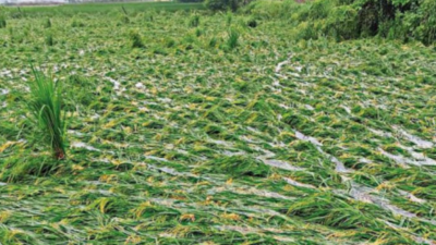 Noida: Heavy rain destroys paddy on many acres
