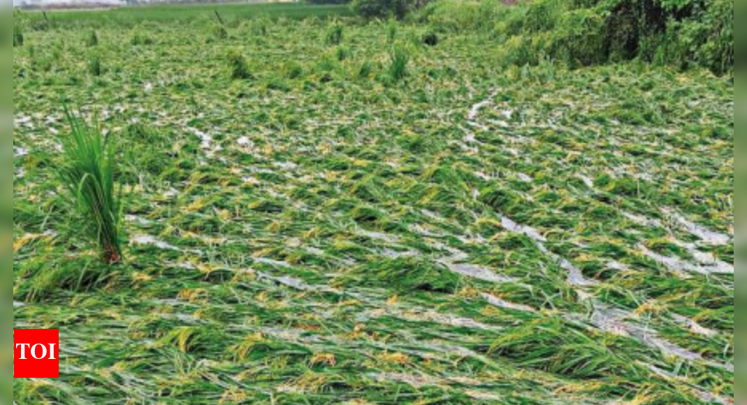 Noida: Heavy rain destroys paddy on many acres | Noida News - Times of ...