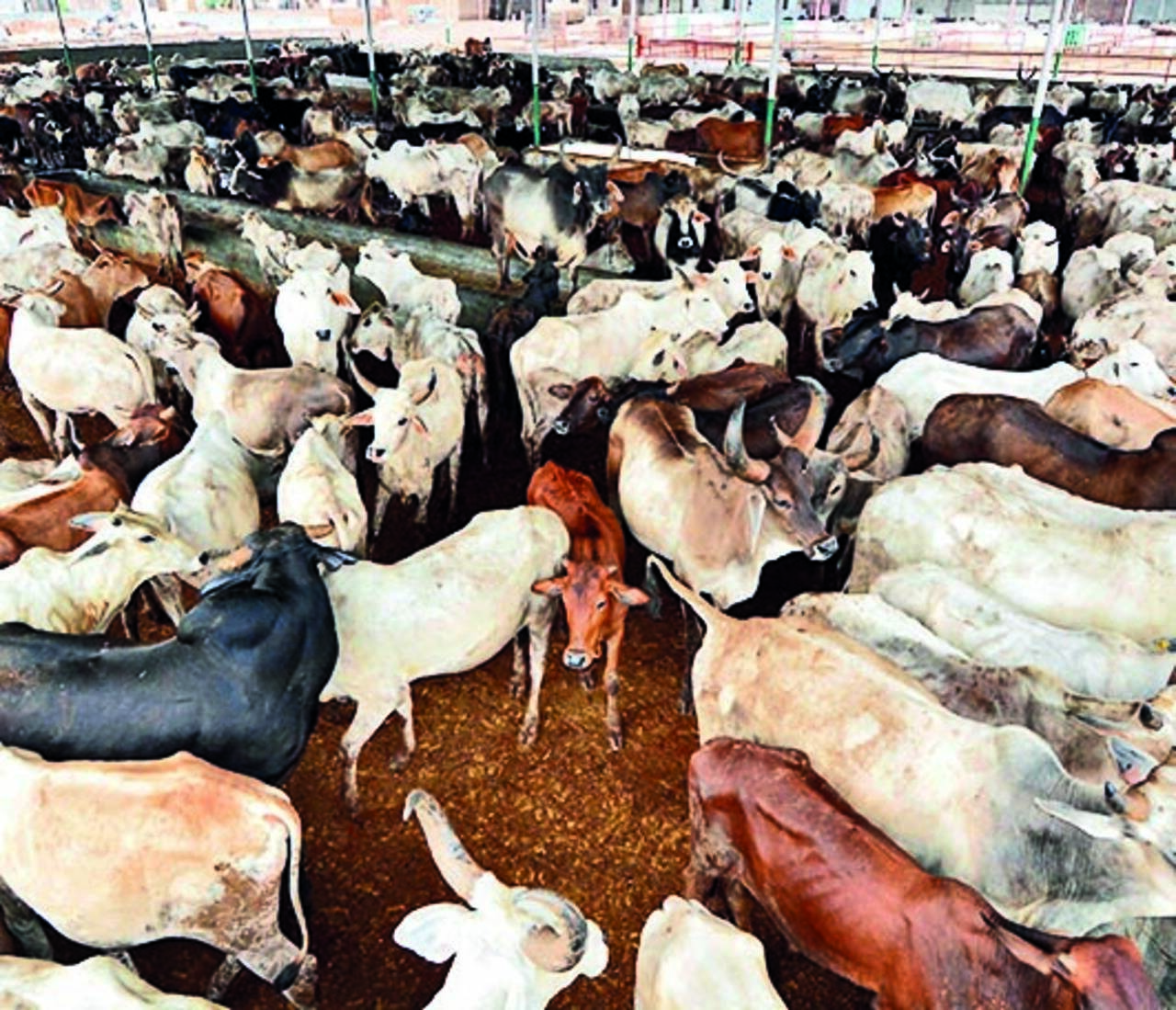 Lsd: 87,645 Animals Infected, 5,019 Dead In Hp | Shimla News - Times of India Lsd: 87,645 Animals Infected, 5,019 Dead In Hp | Shimla News - Times of India