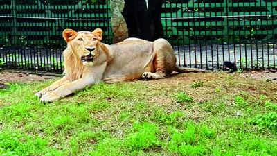 Vadodara: Sub-adult lion of Sayajibaug zoo dies due to kidney failure