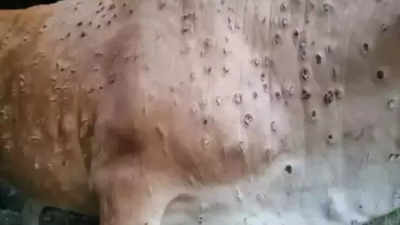 Belgavi: Farmers worried as lumpy skin disease spreads