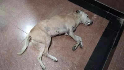 Mumbai: Dog dies mysteriously as security chases it out of society; FIR lodged