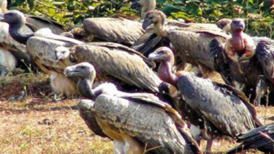 Gujarat: Plans to save vultures from toxic death