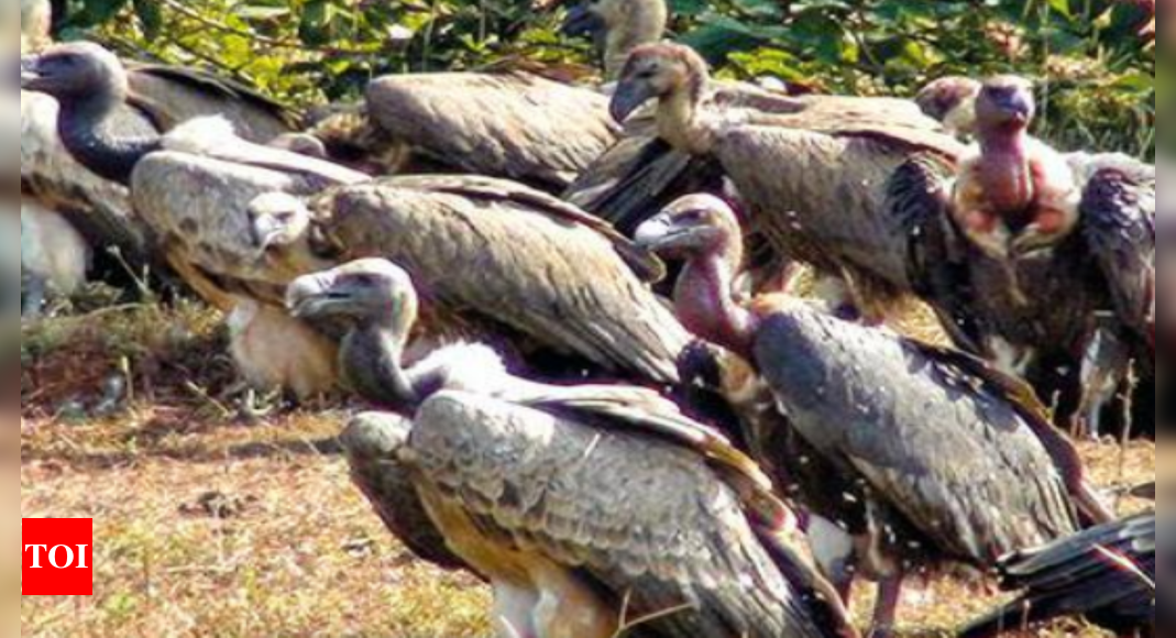 Gujarat: Plans to save vultures from toxic death | Rajkot News - Times ...