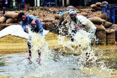 As crops fall flat, so do hopes: Heavy rain hits cotton and paddy farming in Punjab