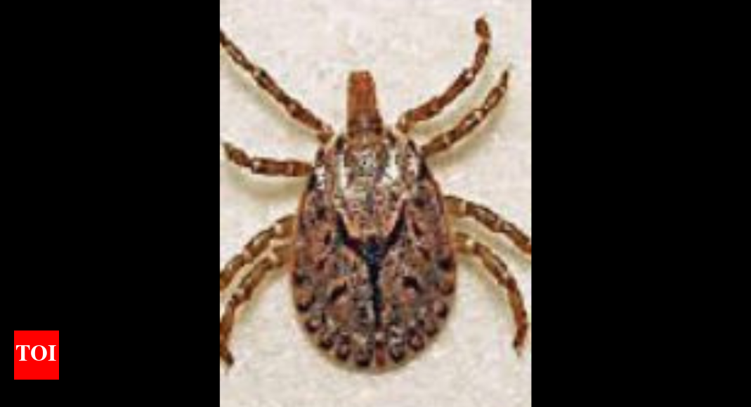 Sms Hosp Logs More Scrub Typhus Cases Than Dengue Jaipur News Times