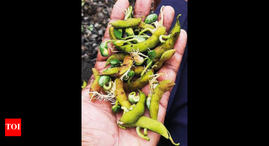 Farmers: Farmers Jittery As Rain Damages Crops | Jaipur News - Times of ...