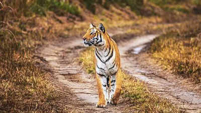 Maharashtra: Forest team on lookout for maneater tiger in Gondia