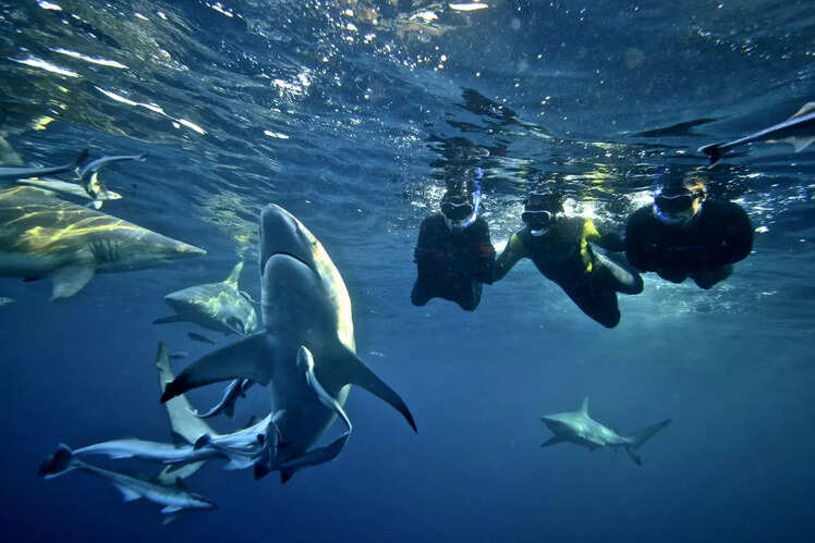 Swim or snorkel with the sharks