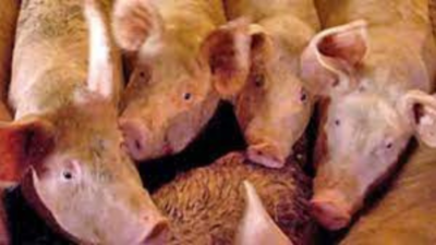 African swine fever: Culling of 600 pigs underway in Haryana's Ambala