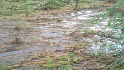 Haryana: Farmers fear heavy loss of paddy due to incessant rain